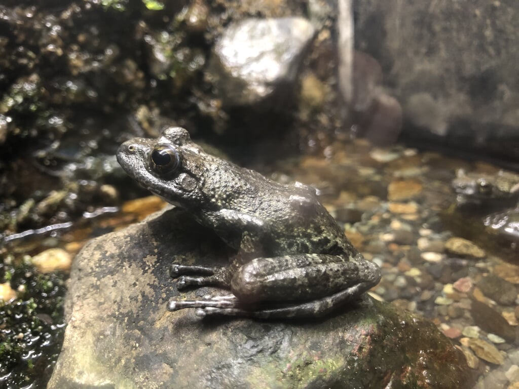 森の中の水族館 富士湧水の里水族館の写真 ©Totti(CC BY-SA 4.0)