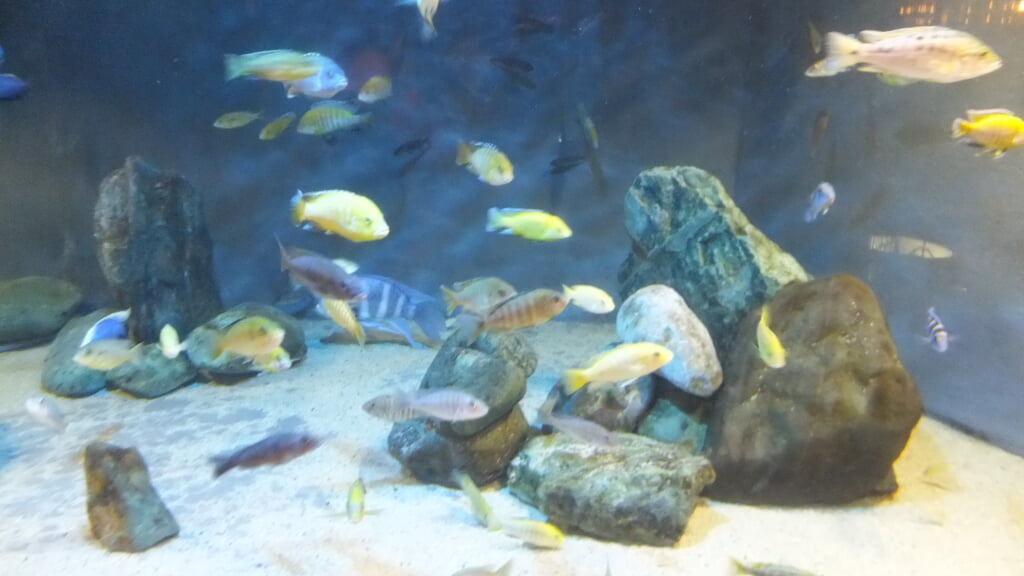 蓼科アミューズメント水族館の写真 ©Mti(CC BY-SA 4.0)