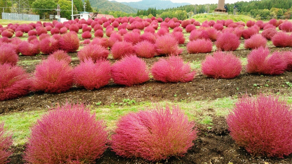 ひるがの高原コキアパークの写真 