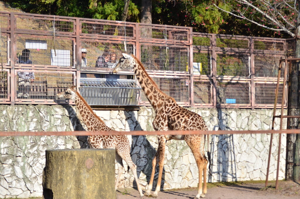 静岡市立日本平動物園の写真 ©tsukunepapa(CC BY 2.0)