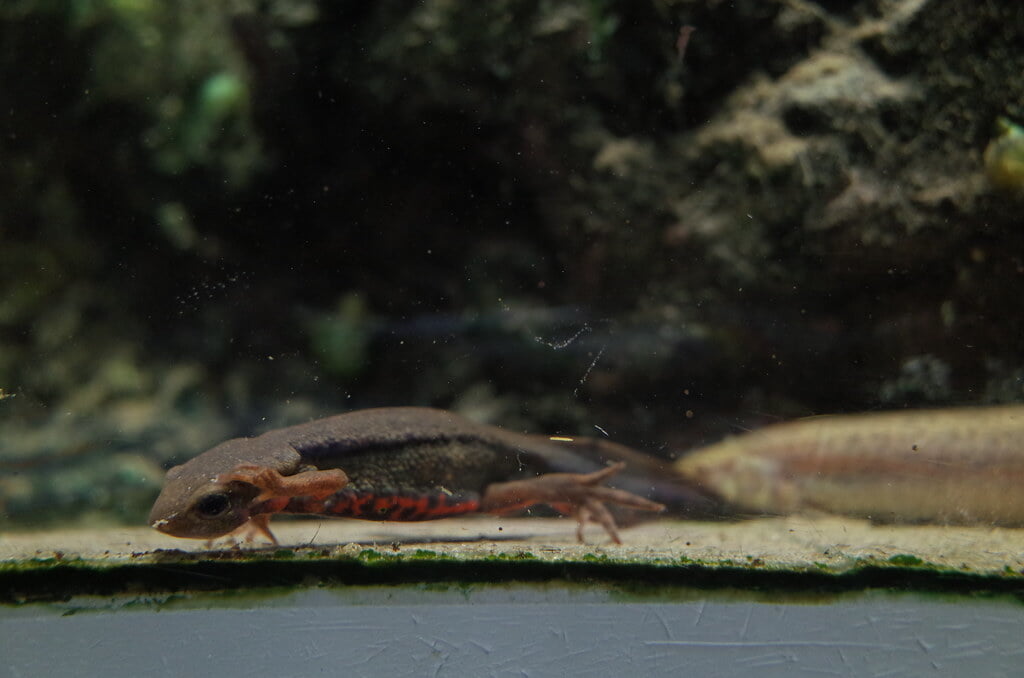 魚津水族館の写真 ©極地狐(CC BY-SA 2.0)
