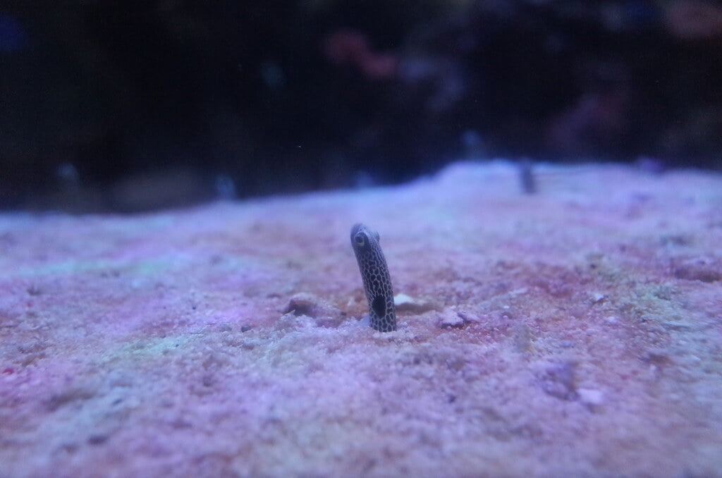 魚津水族館の写真 ©極地狐(CC BY-SA 2.0)