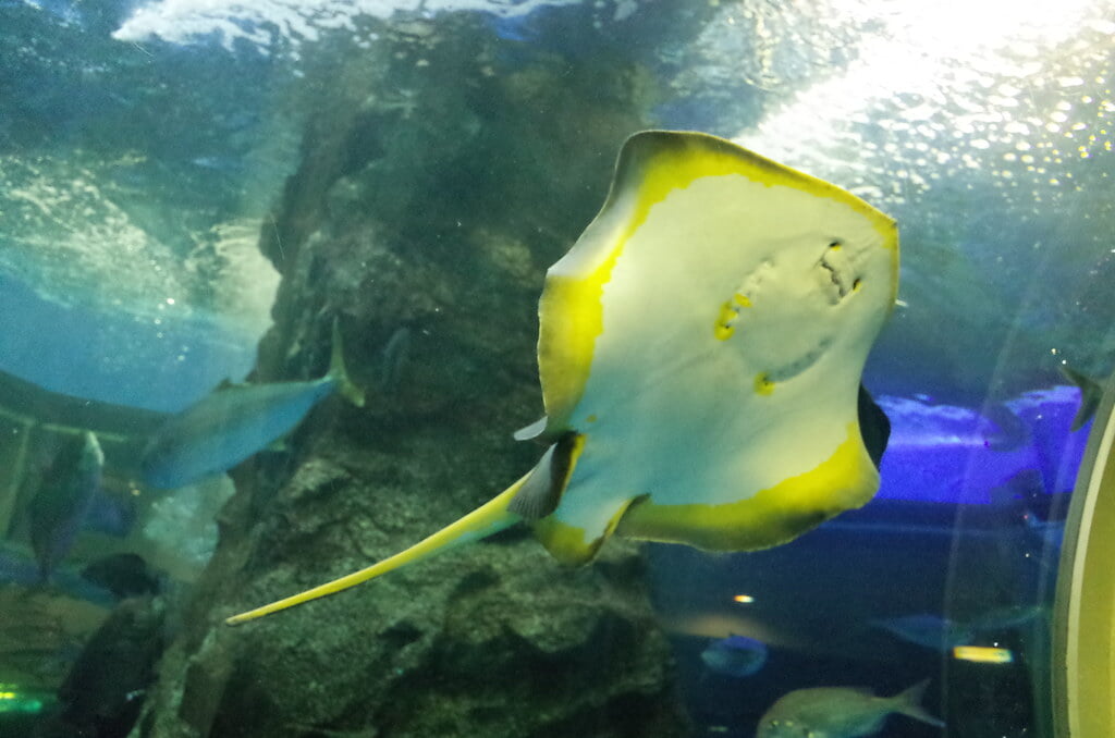 魚津水族館の写真 ©極地狐(CC BY-SA 2.0)