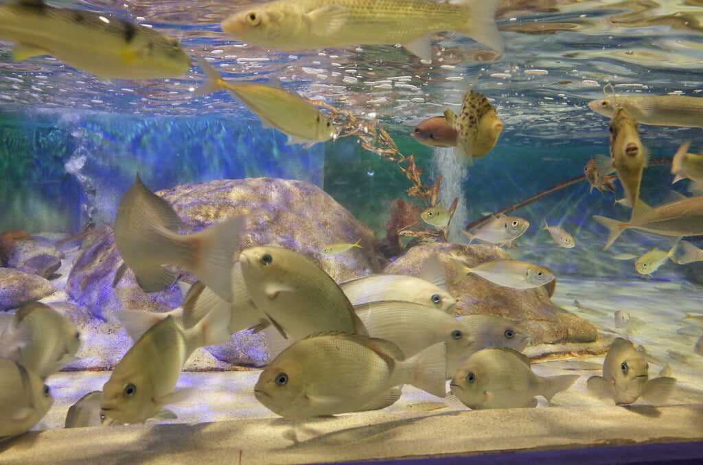 魚津水族館の写真 ©極地狐(CC BY-SA 2.0)