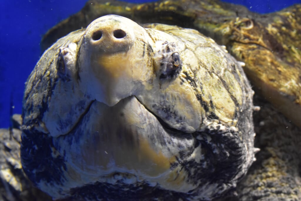 伊勢夫婦岩ふれあい水族館 伊勢シーパラダイスの写真 