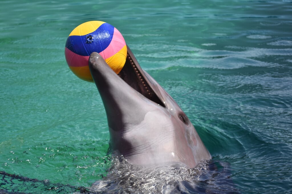 伊勢夫婦岩ふれあい水族館 伊勢シーパラダイスの写真 