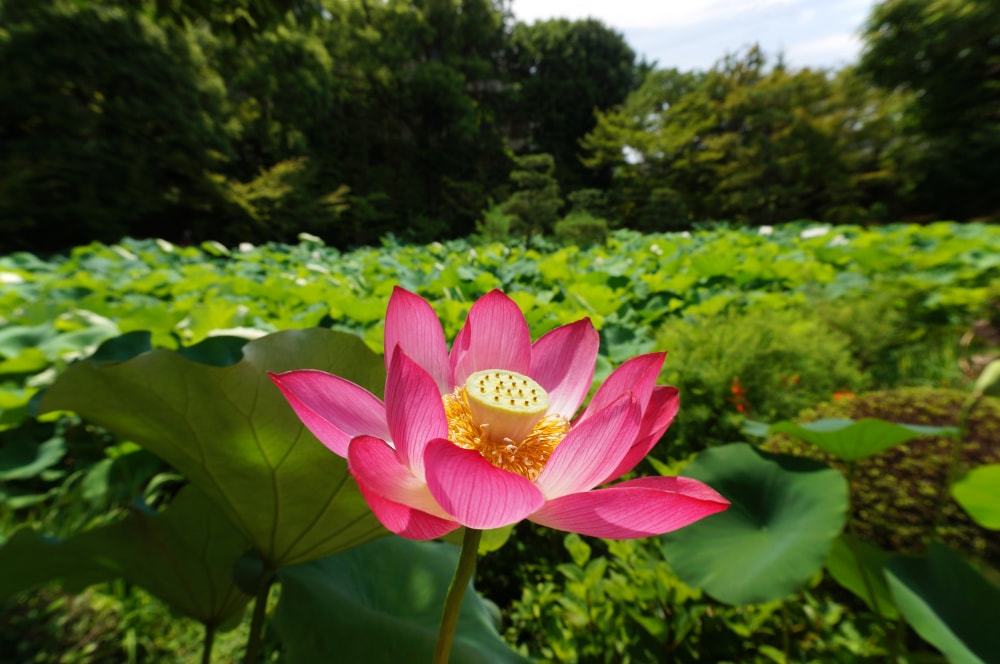 法金剛院の写真 ©663highland(CC BY-SA 4.0)