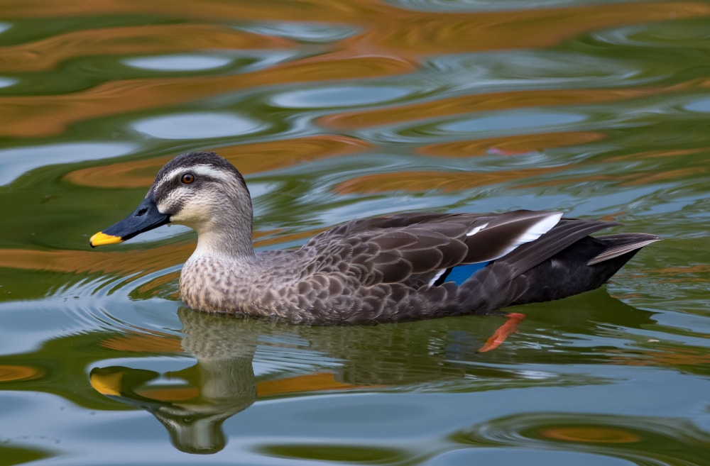万博記念公園の写真 ©Laitche(CC BY-SA 4.0)
