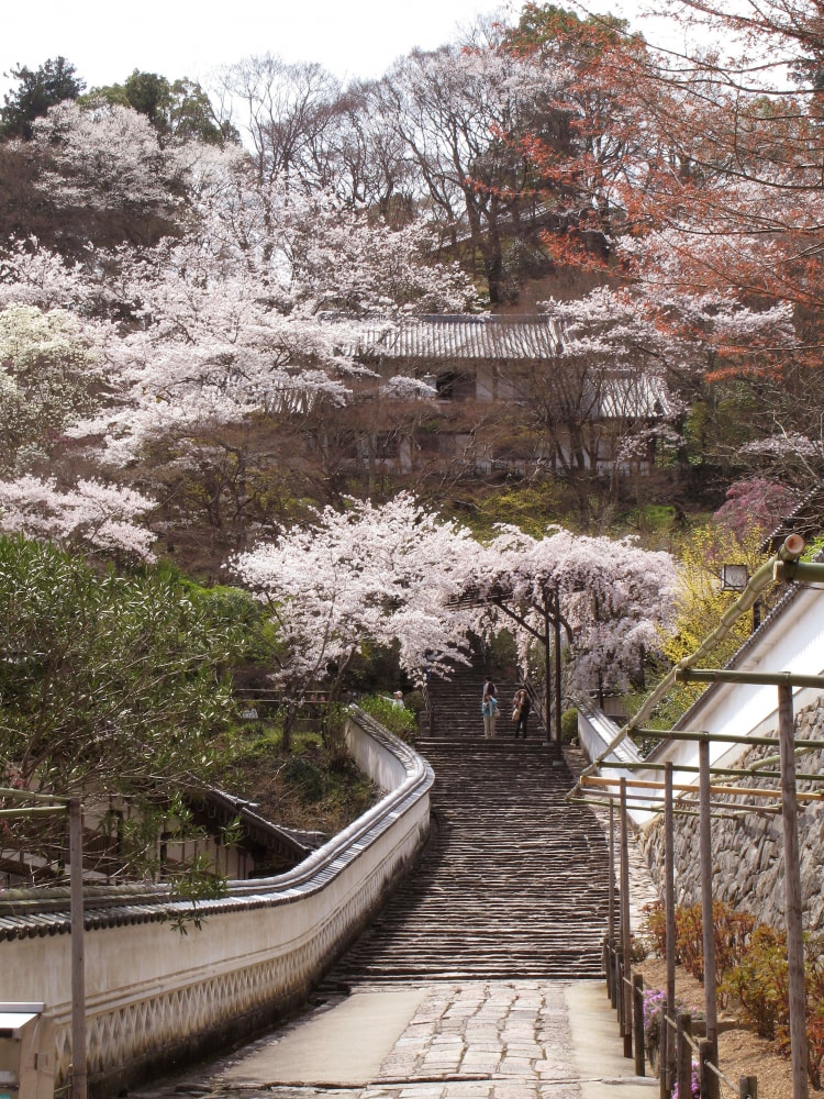 総本山 長谷寺の写真 ©M338(CC BY-SA 3.0)