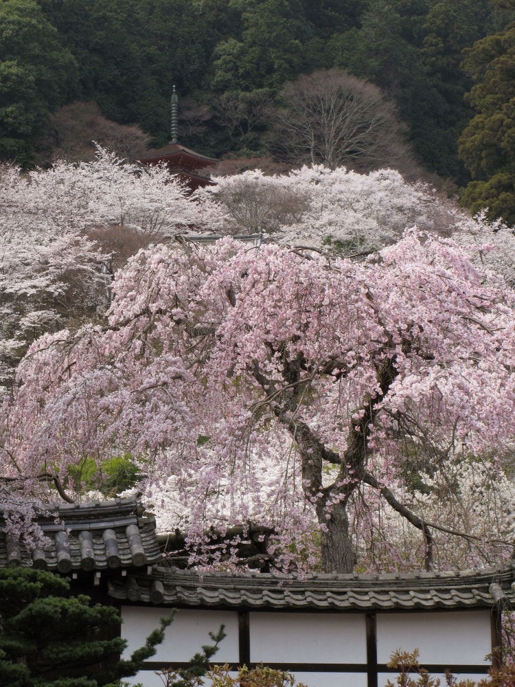 総本山 長谷寺の写真 ©M338(CC BY-SA 3.0)