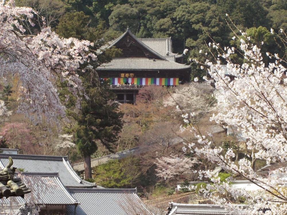 総本山 長谷寺の写真 ©M338(CC BY-SA 3.0)