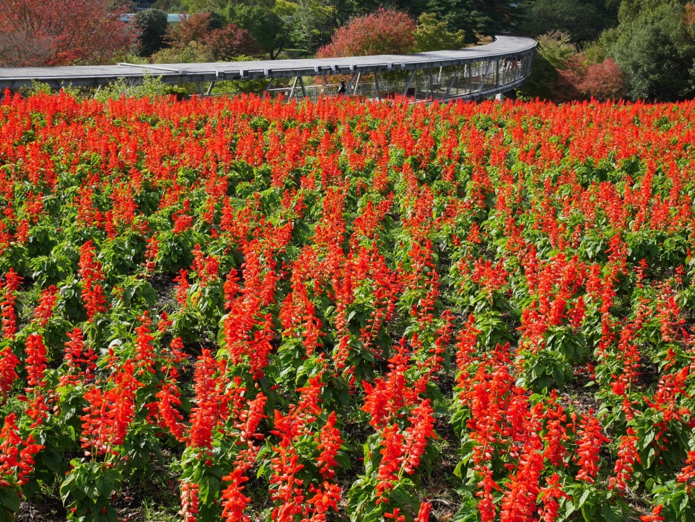 とっとり花回廊の写真 