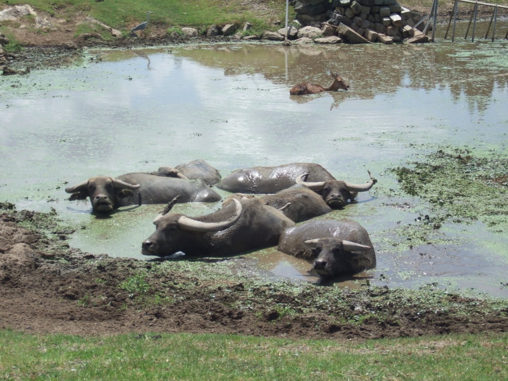 秋吉台自然動物公園 サファリランドの写真 ©full moon69(CC BY 3.0)