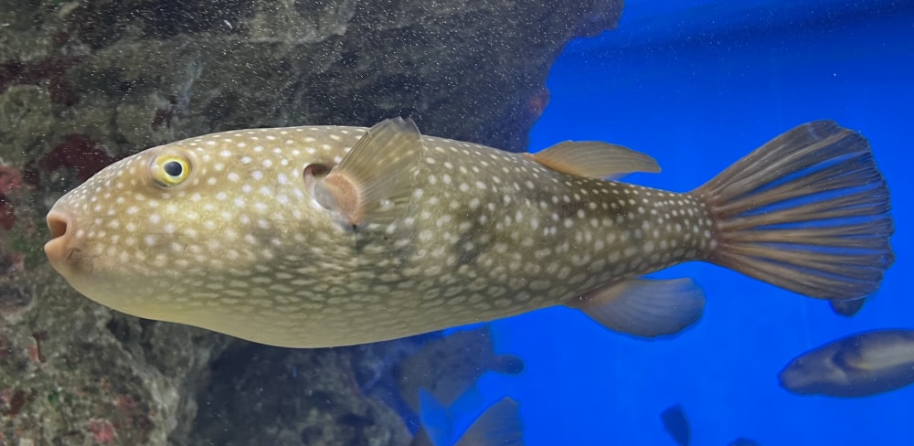 下関市立しものせき水族館の写真 ©Totti(CC BY-SA 4.0)