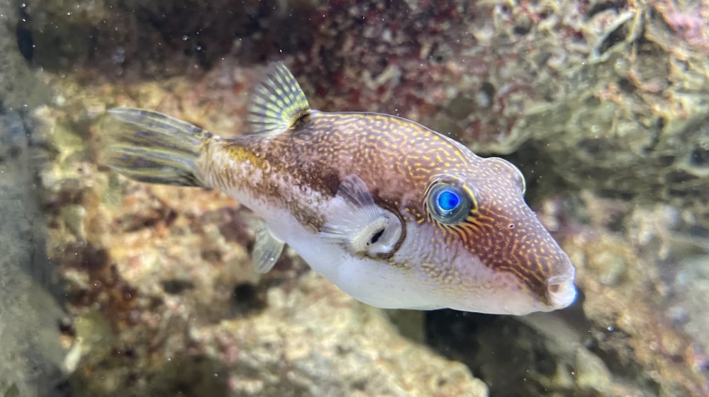 下関市立しものせき水族館の写真 ©Totti(CC BY-SA 4.0)