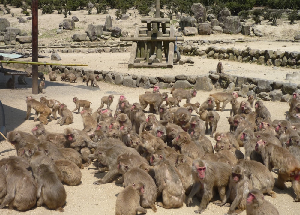 銚子渓自然動物園 お猿の国の写真 ©Suikotei(CC BY-SA 4.0)