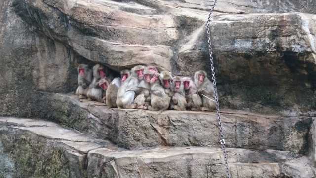 愛媛県立とべ動物園の写真 