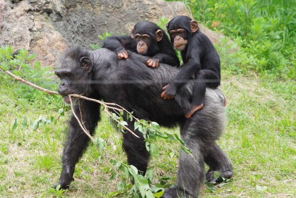高知県立のいち動物公園の写真 ©pelican(CC BY-SA 2.0)