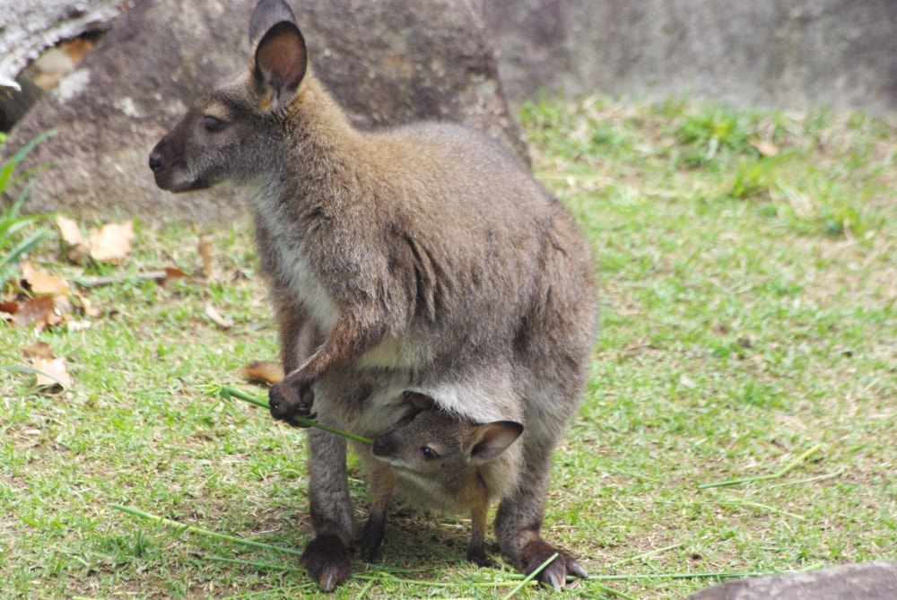高知県立のいち動物公園の写真 ©pelican(CC BY-SA 2.0)
