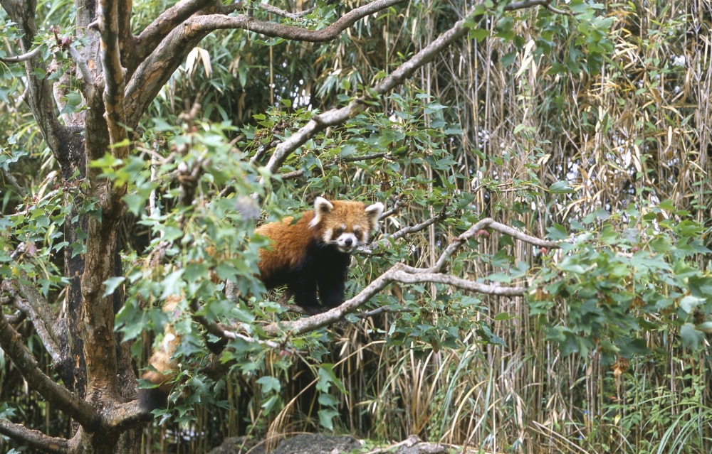 高知県立のいち動物公園の写真 ©Shoichi Masuhara(CC BY 2.0)