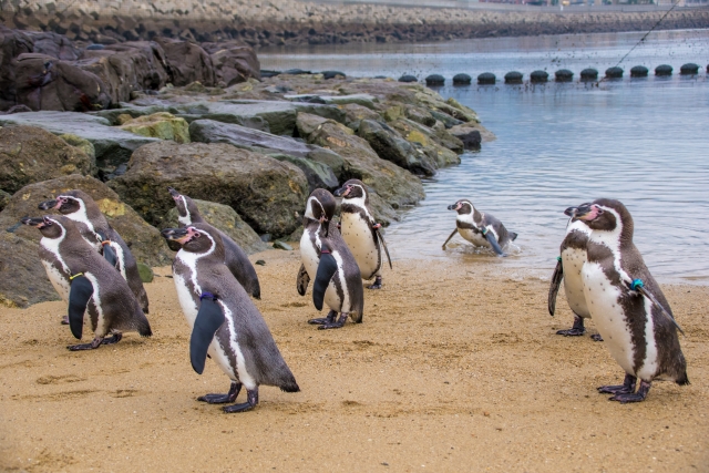 長崎ペンギン水族館の写真 