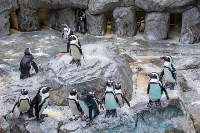 長崎ペンギン水族館の写真 