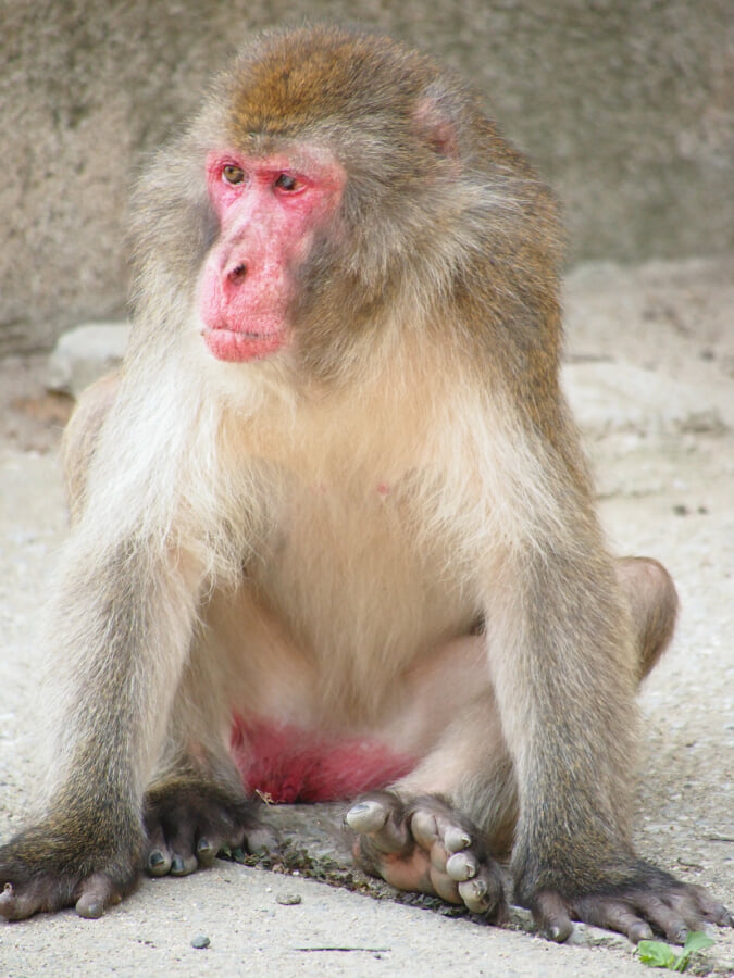 大分市 高崎山自然動物園の写真 ©大分帰省中(CC BY-SA 3.0)