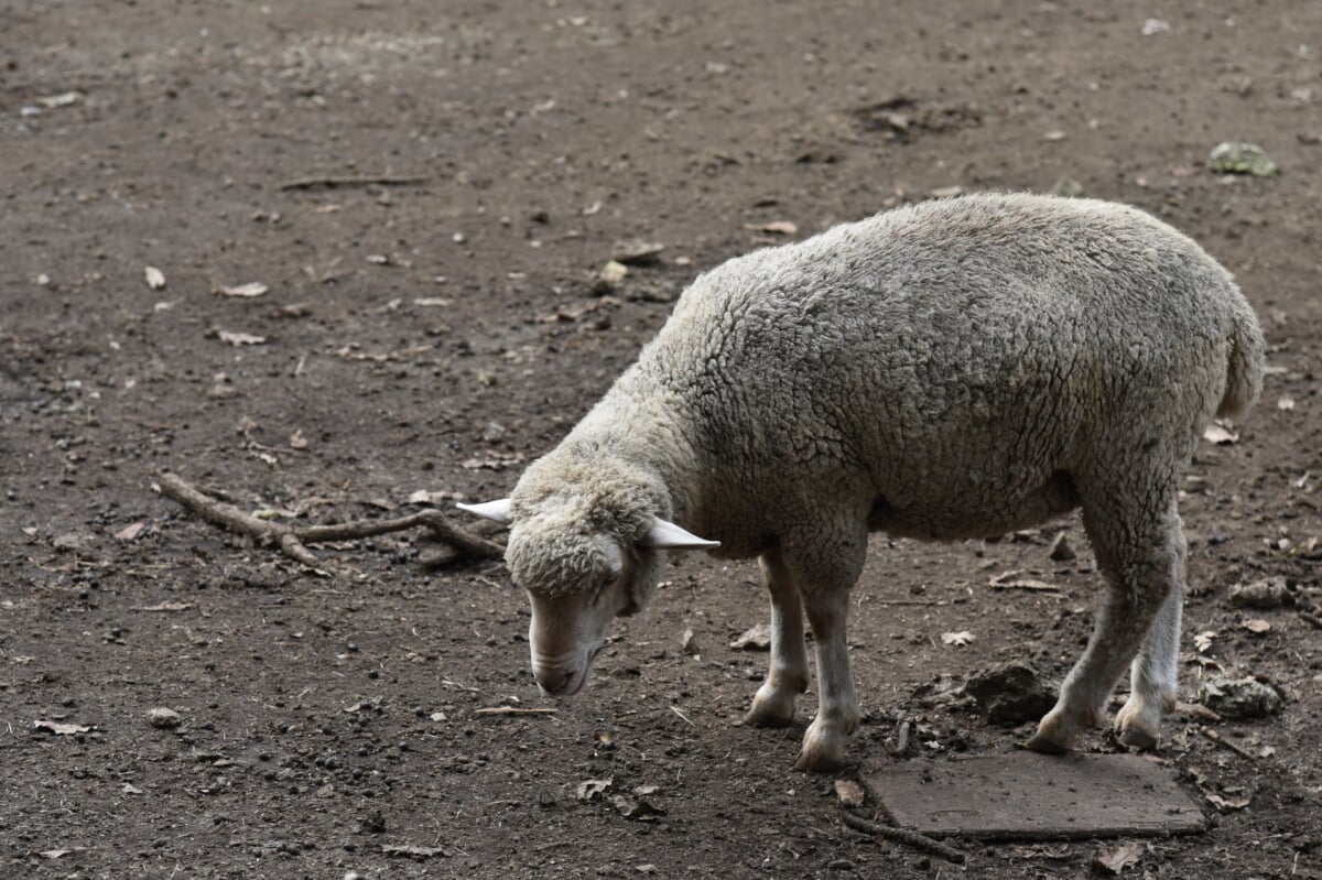 くじゅう自然動物園の写真 