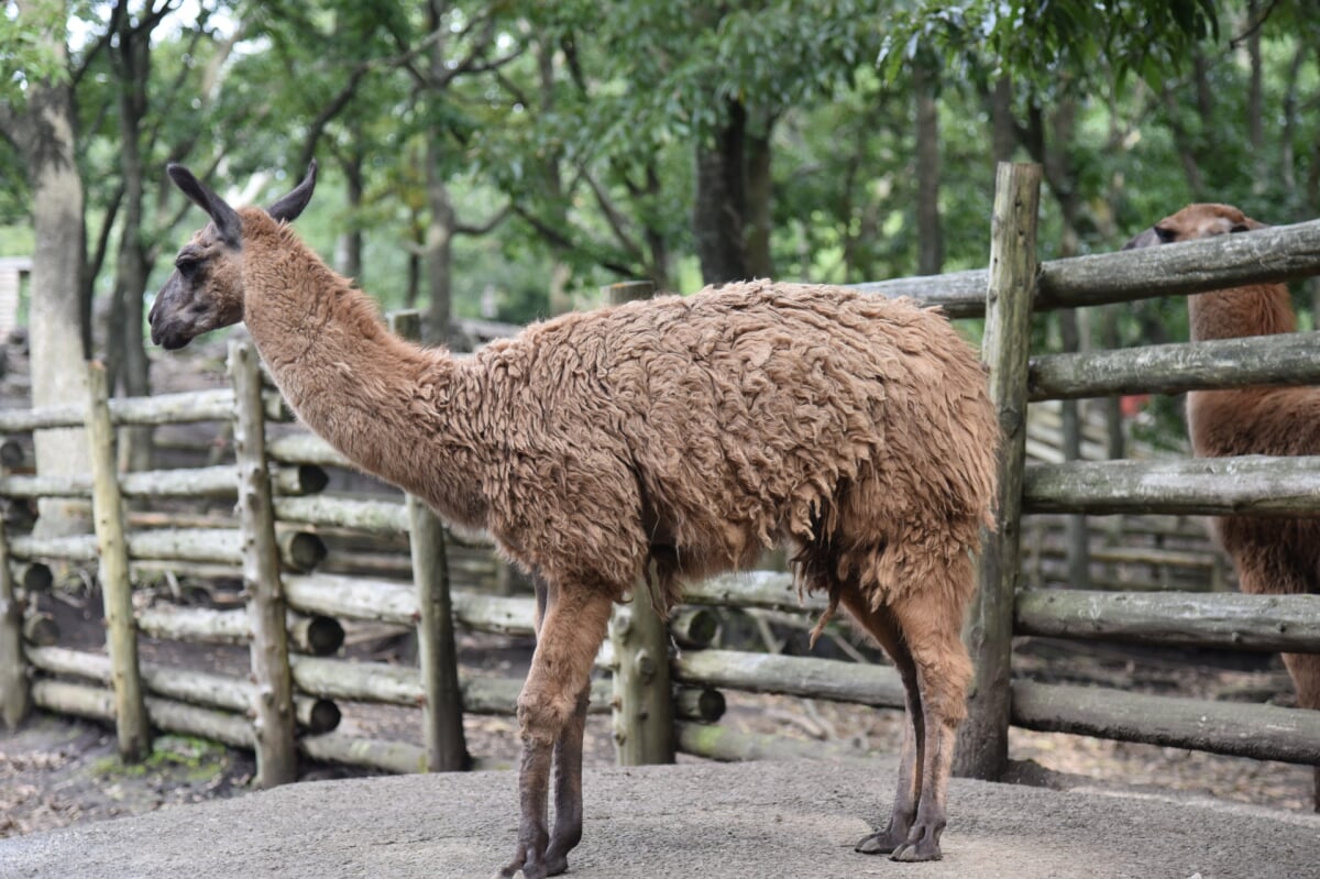 くじゅう自然動物園の写真 