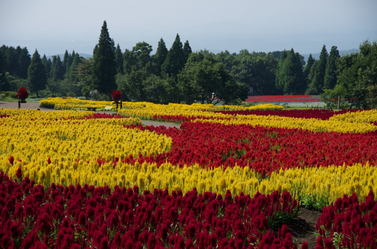 くじゅう花公園の写真 ©yuki5287(CC BY 2.0)