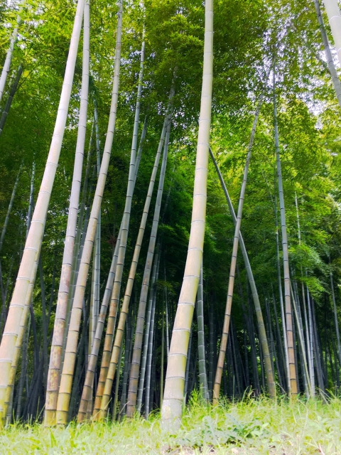 仙巌園の写真 
