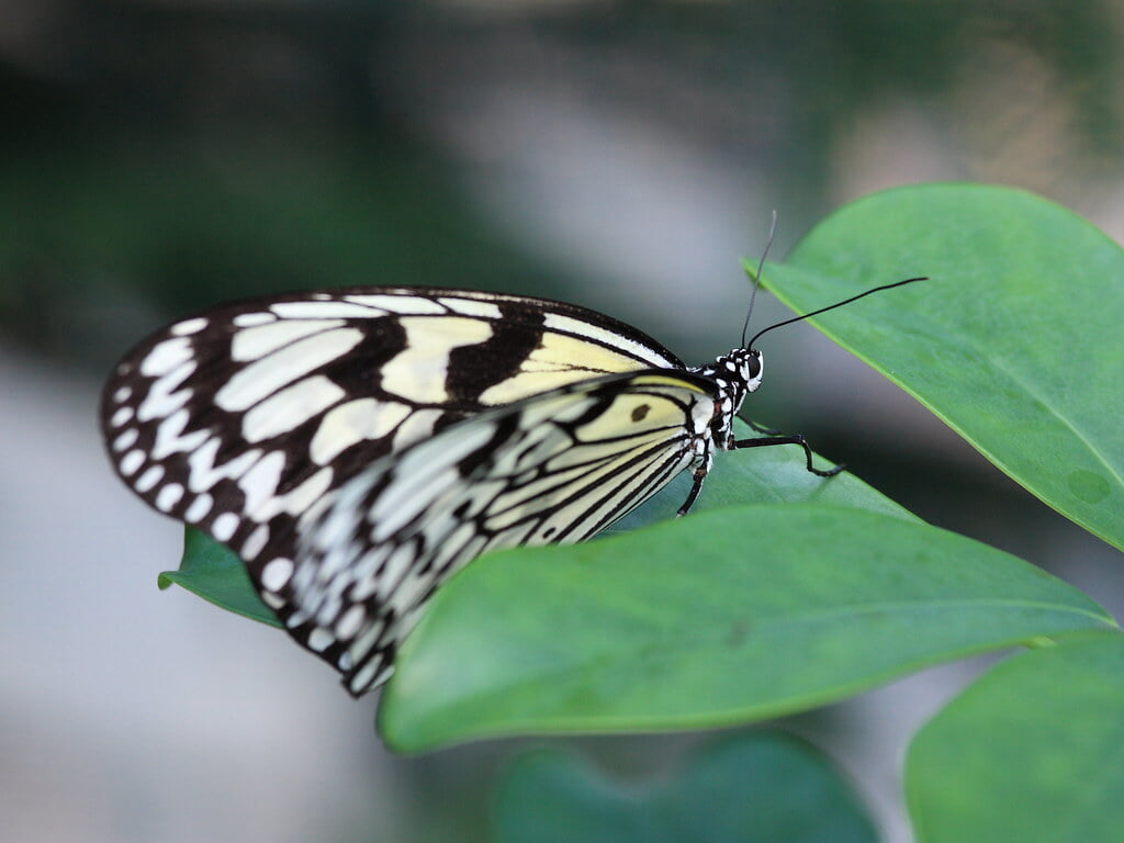 フラワーパークかごしまの写真 ©TANAKA Juuyoh (田中十洋)(CC BY 2.0)