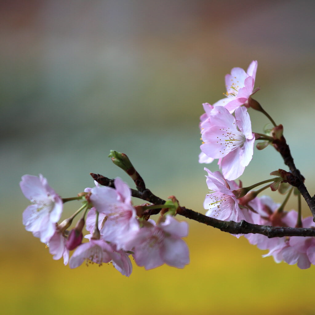 フラワーパークかごしまの写真 ©TANAKA Juuyoh (田中十洋)(CC BY 2.0)