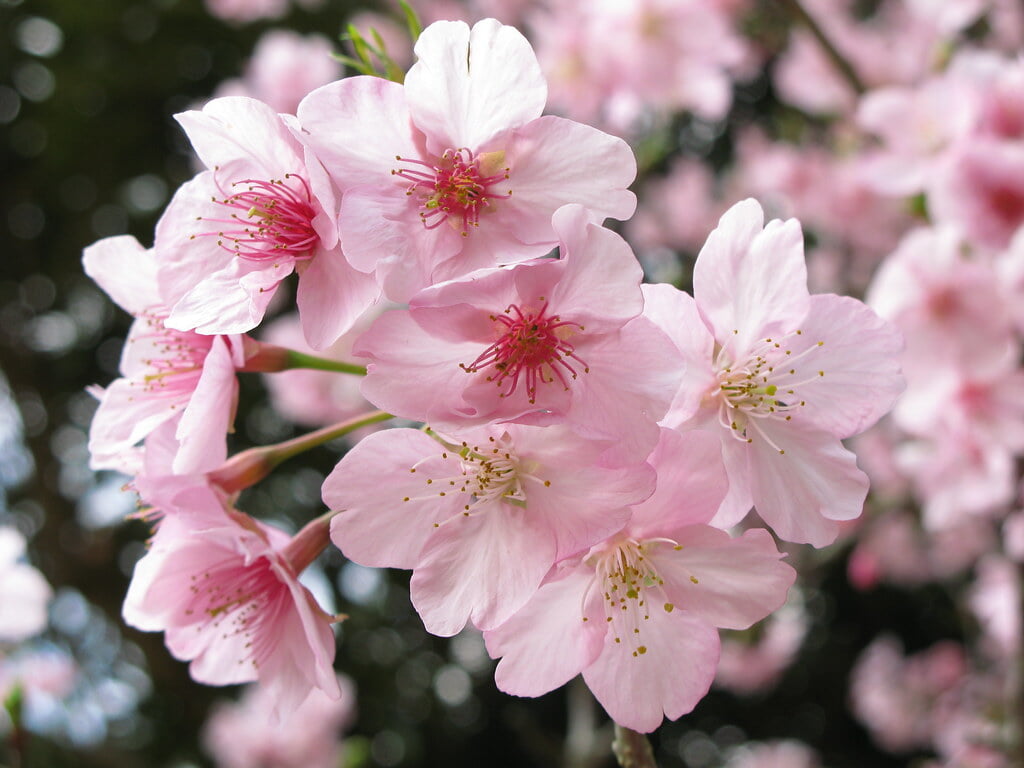 フラワーパークかごしまの写真 ©TANAKA Juuyoh (田中十洋)(CC BY 2.0)