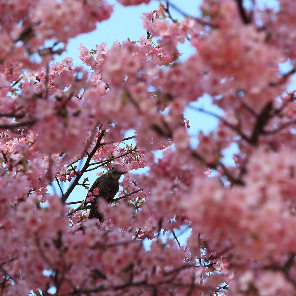 フラワーパークかごしまの写真 ©TANAKA Juuyoh (田中十洋)(CC BY 2.0)