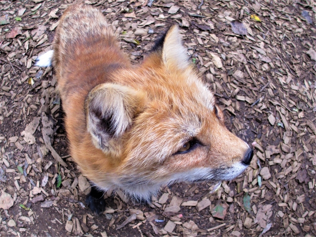 ノースサファリサッポロの写真 