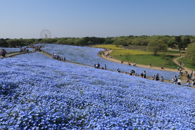 国営ひたち海浜公園の写真 