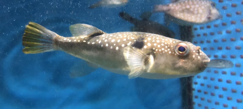 桂浜水族館の写真 ©Totti(CC BY-SA 4.0)