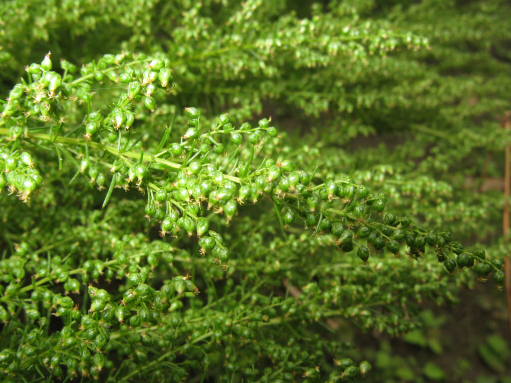 御薬園の写真 ©Qwert1234(CC BY-SA 3.0)