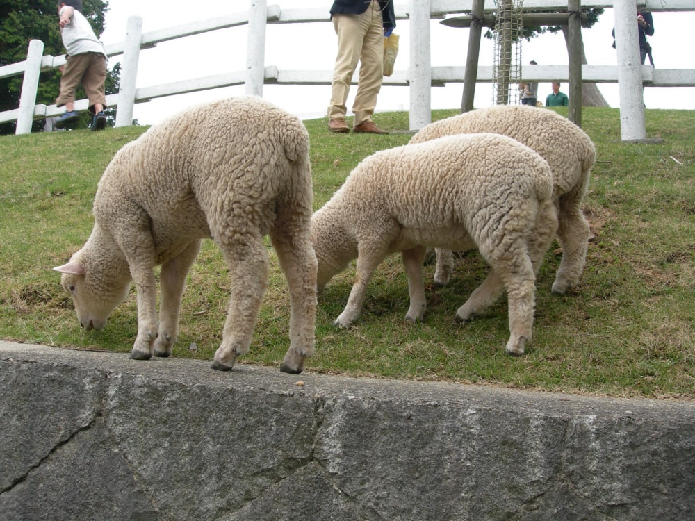 神戸市立六甲山牧場の写真 ©Ogiyoshisan(Public domain)