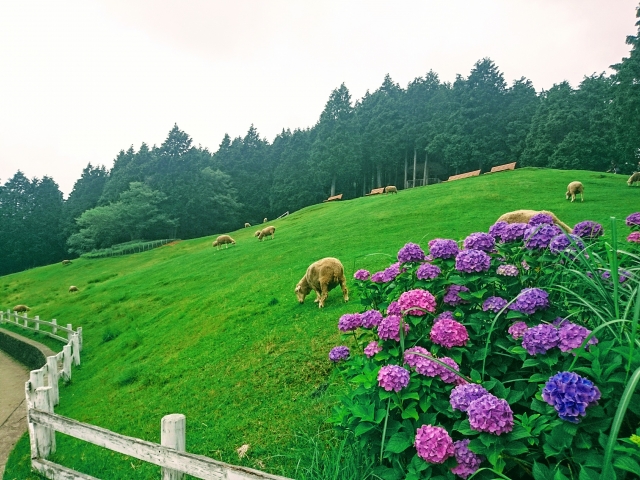神戸市立六甲山牧場の写真 