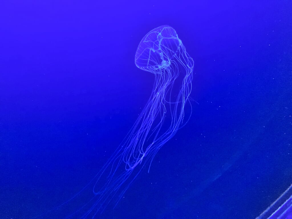 マリホ水族館の写真 