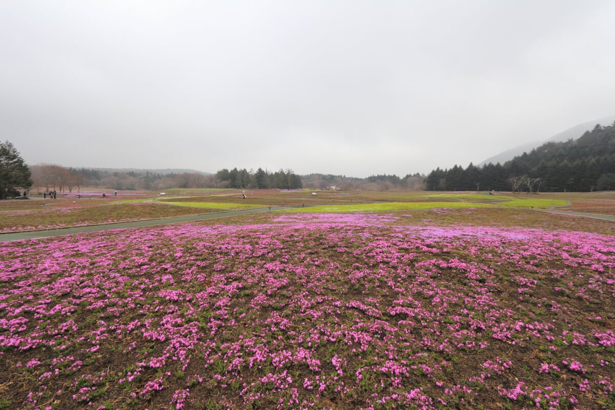 富士 芝桜まつりの写真 ©くろふね(CC BY 3.0)