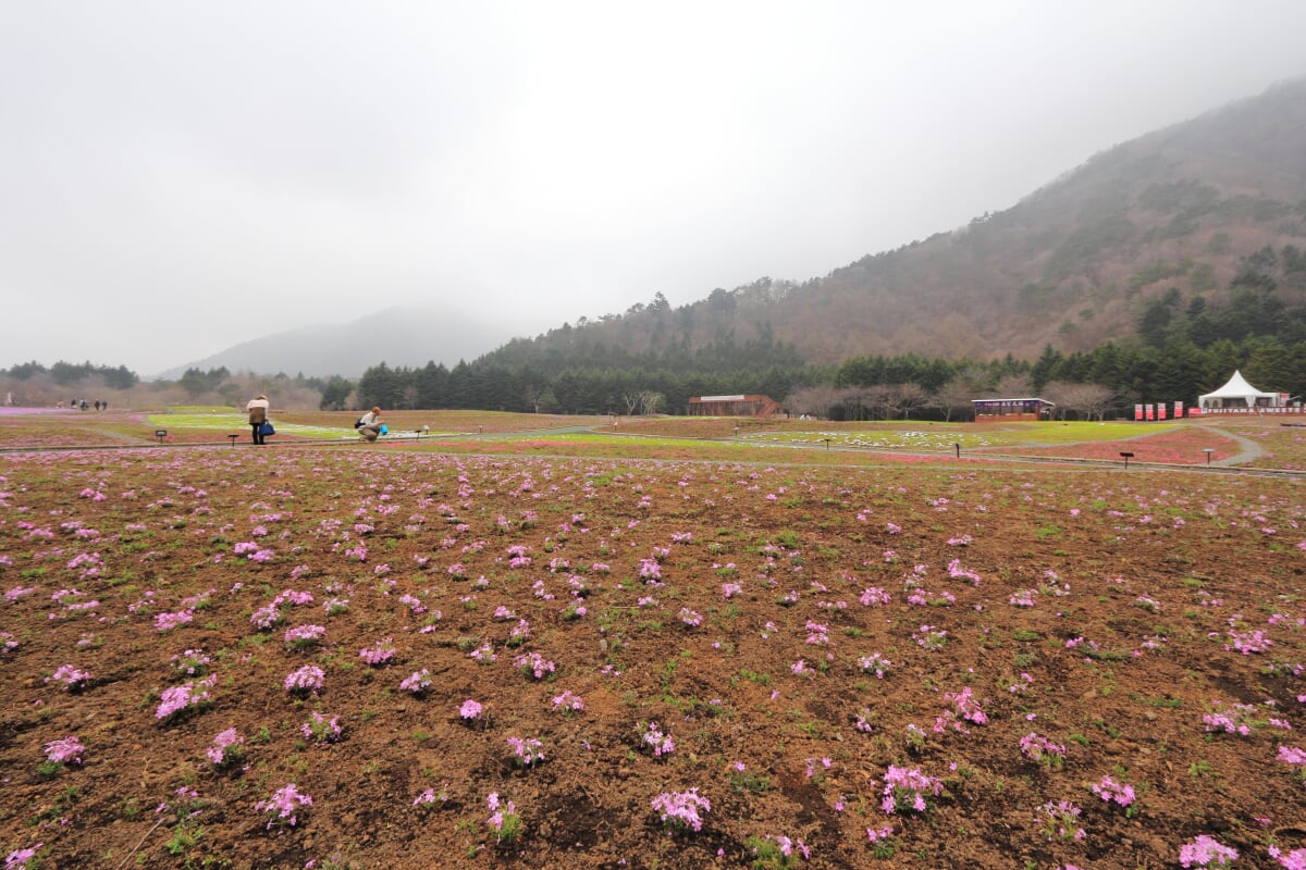 富士 芝桜まつりの写真 ©くろふね(CC BY 3.0)