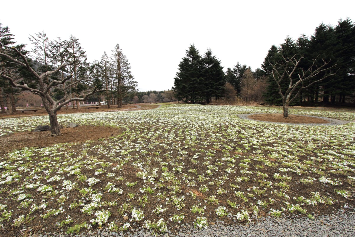 富士 芝桜まつりの写真 ©くろふね(CC BY 3.0)