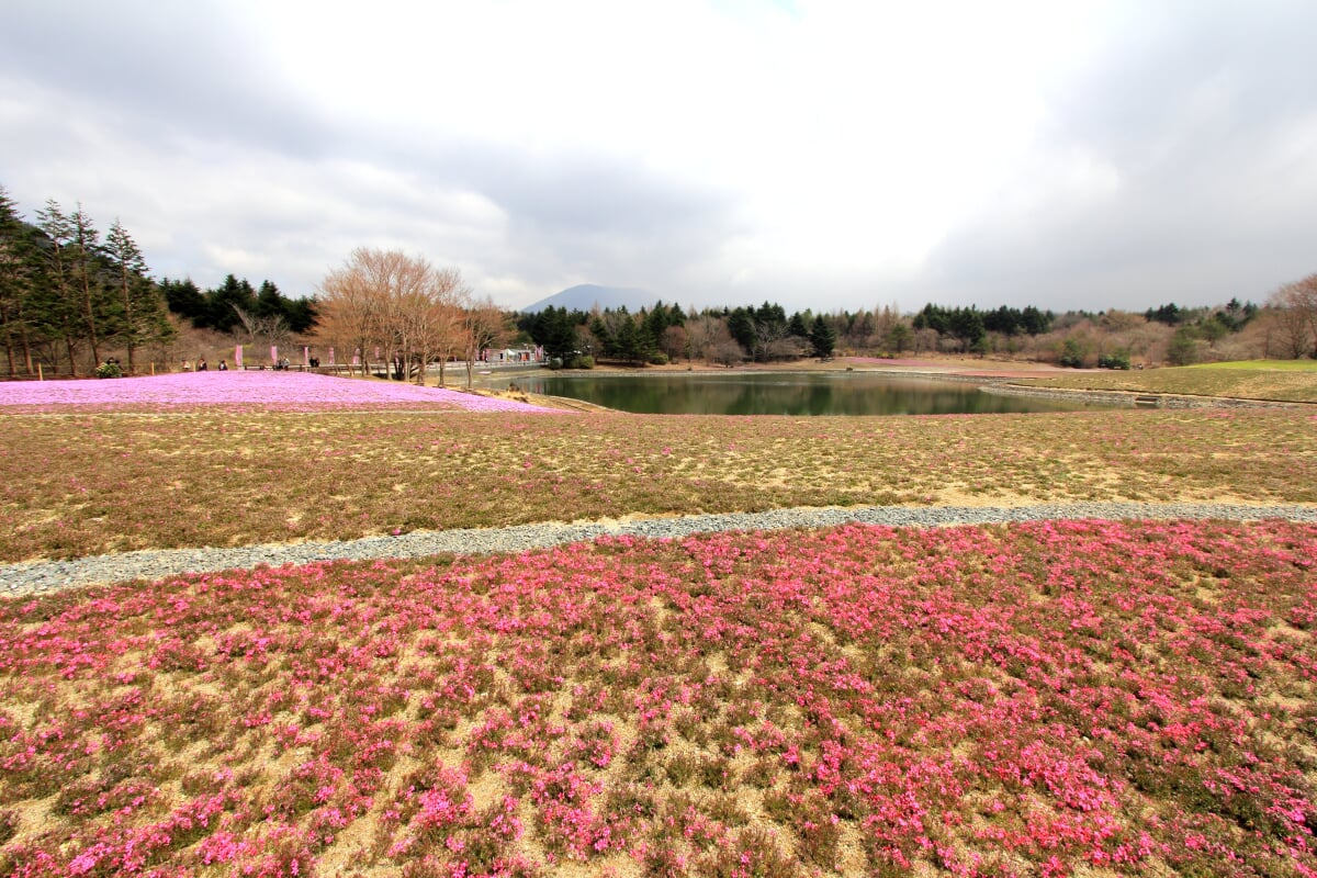 富士 芝桜まつりの写真 ©くろふね(CC BY 3.0)