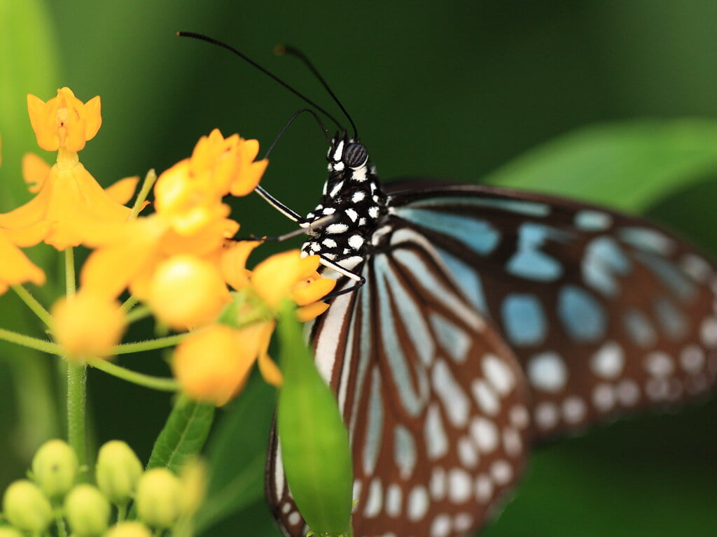 群馬県立ぐんま昆虫の森の写真 ©TANAKA Juuyoh (田中十洋)(CC BY 2.0)