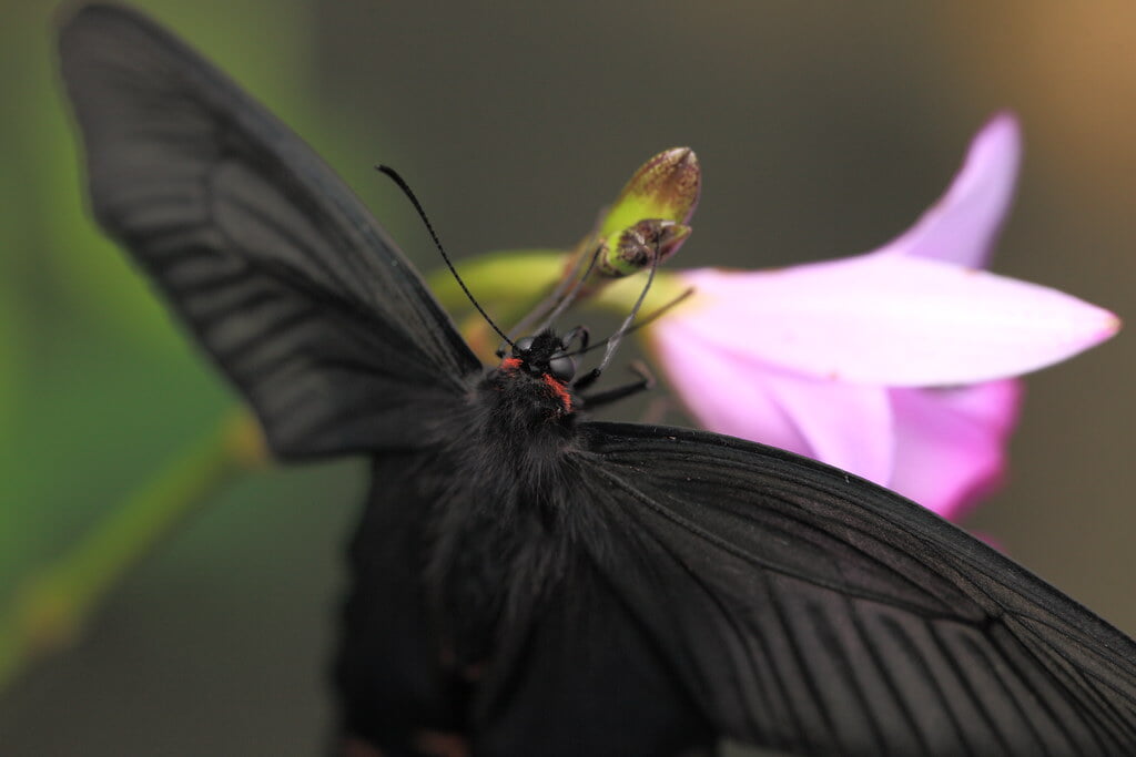 群馬県立ぐんま昆虫の森の写真 ©TANAKA Juuyoh (田中十洋)(CC BY 2.0)