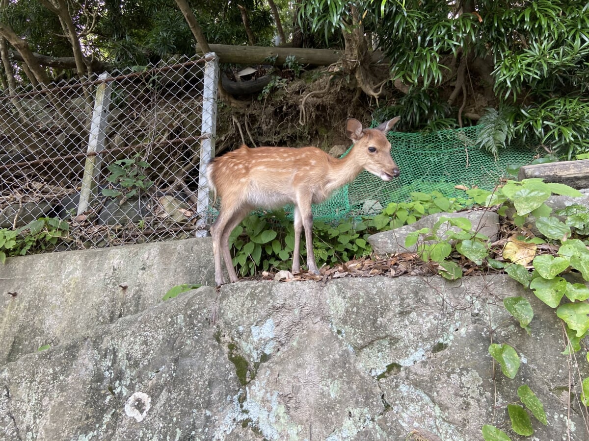 淡路島モンキーセンターの写真 