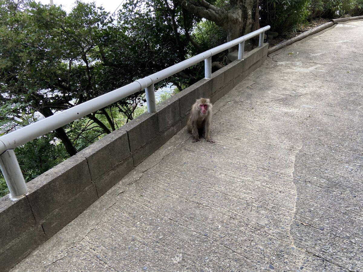 淡路島モンキーセンターの写真 
